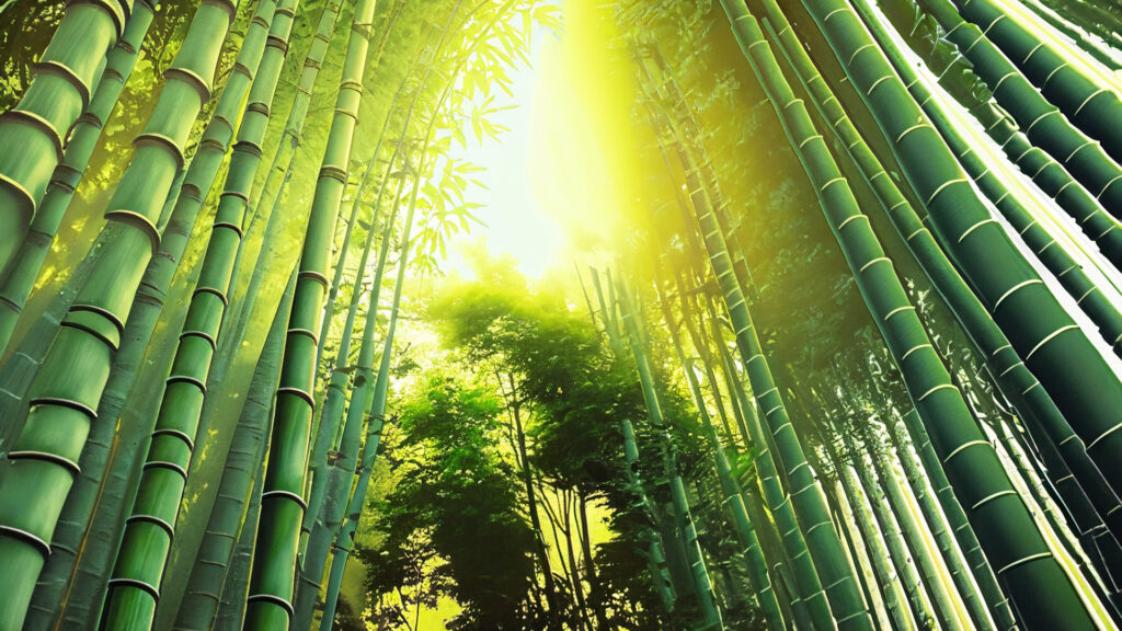 美しい竹林を見上げる景色