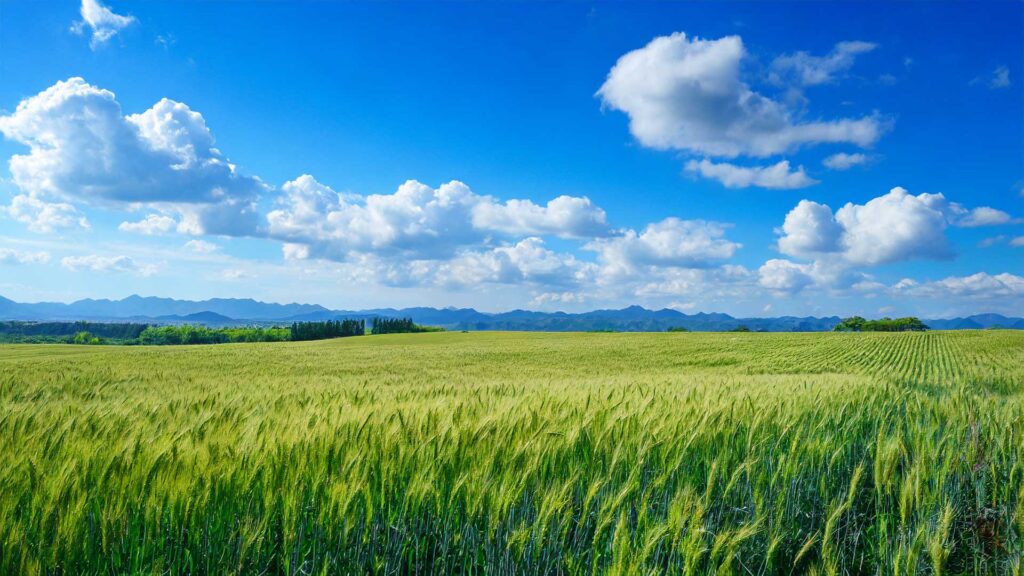 青い小麦畑の丘