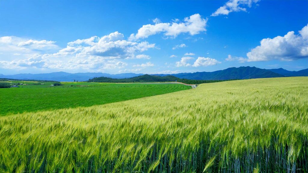 青い小麦畑の丘